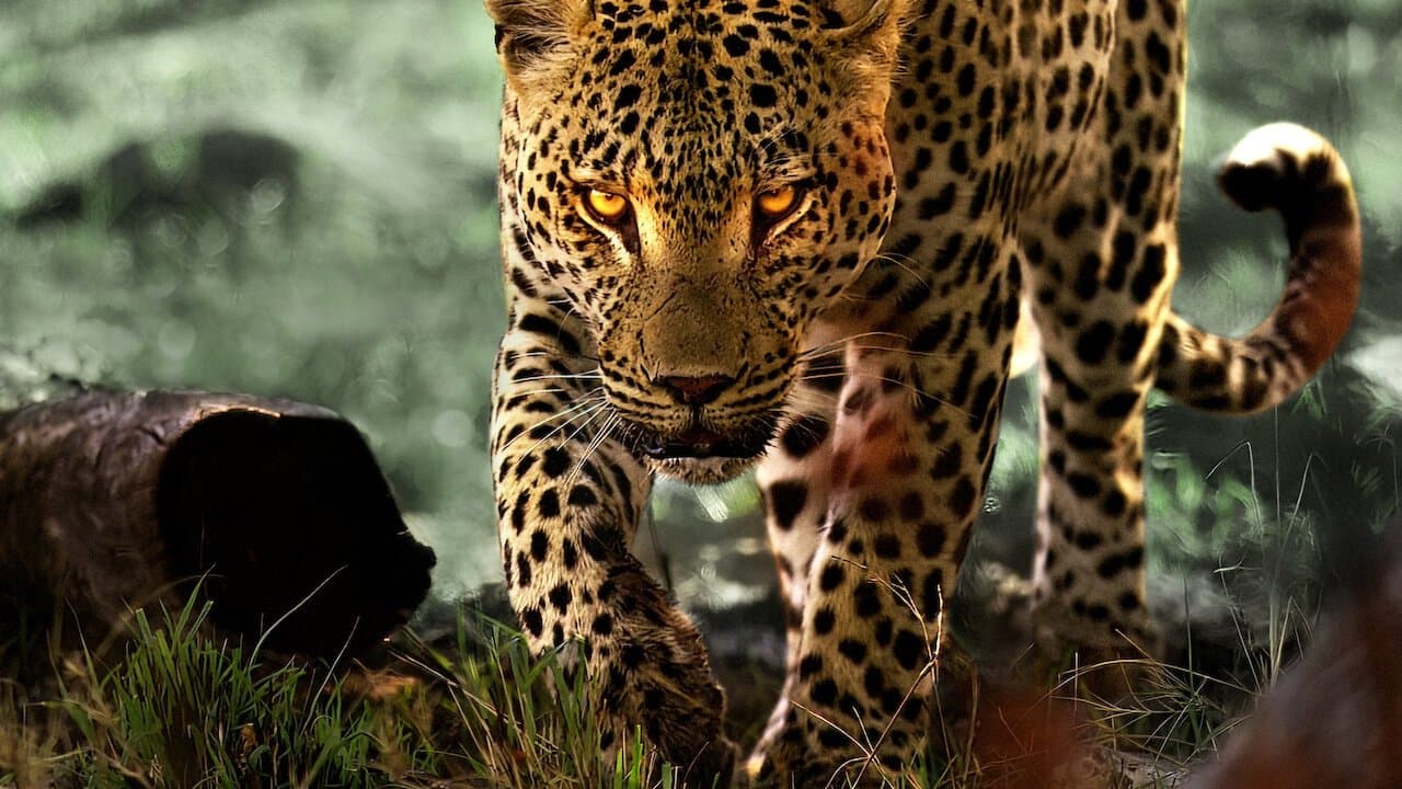 Póster oficial de la película La vida entre leopardos en alta calidad HD 4K