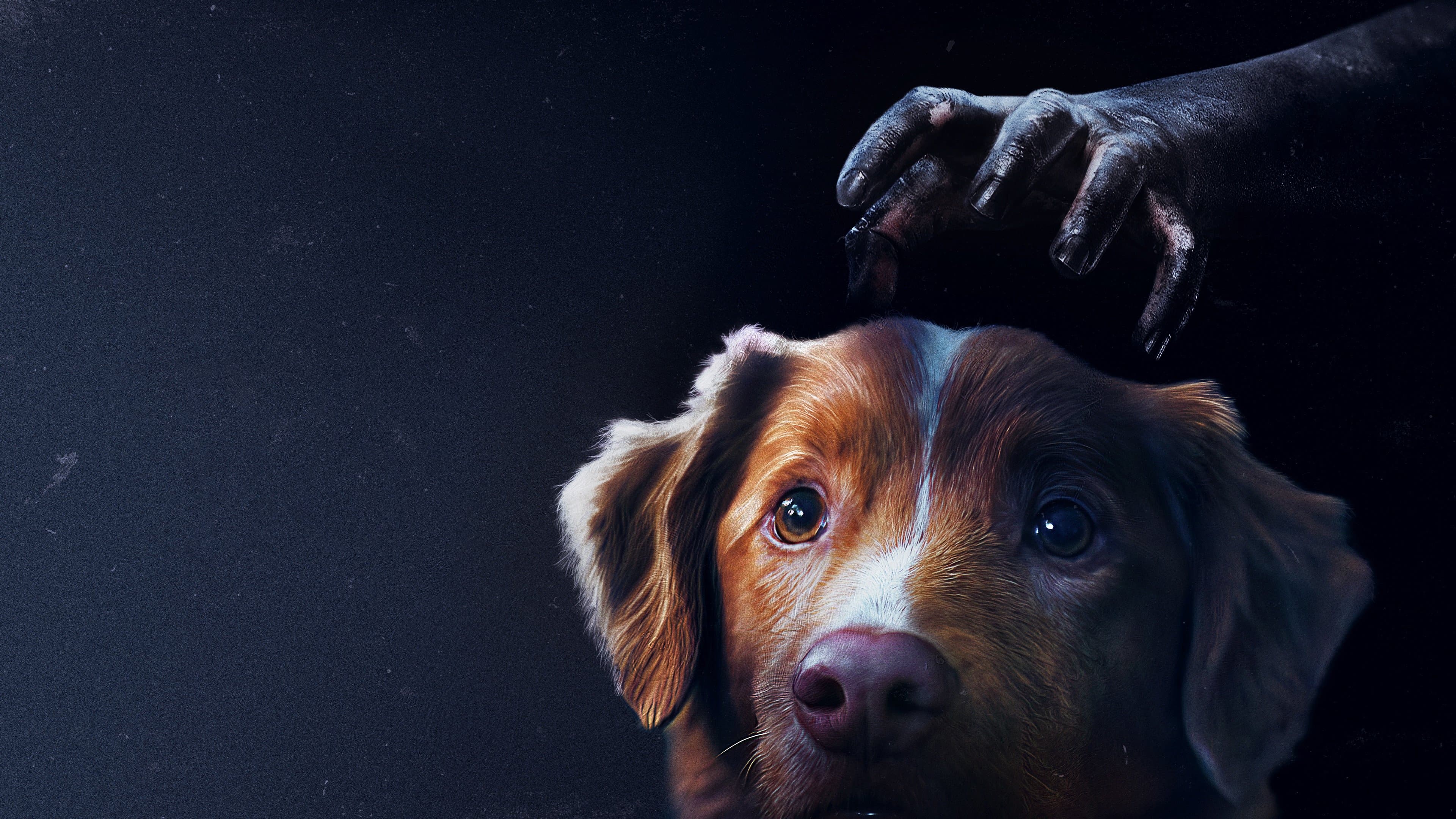 Póster oficial de la película Good Boy: Confía en su instinto en alta calidad HD 4K