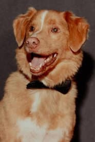 Foto del actor Indy the Dog