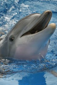 Foto del actor Winter The Dolphin