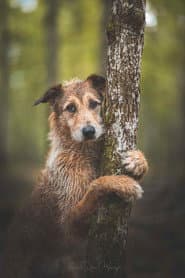 Foto del actor Kodi